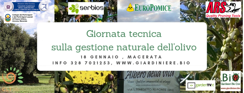 Gestione naturale dell’olivo: giornata tecnica a Macerata