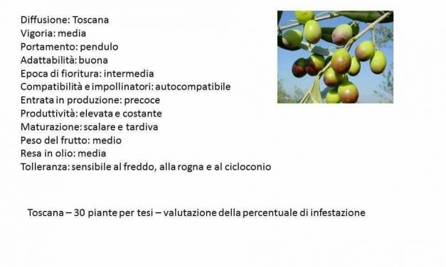 Caolino, clinoptilolite e chabasite per la difesa della mosca dell’olivo secondo Domenico Prisa