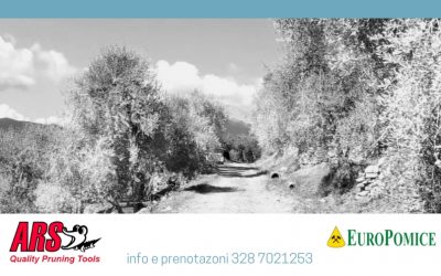 Giornata sulla gestione naturale dell’olivo a San Giuliano Terme