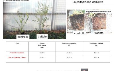 Olivo biologico: tecniche innovative per la coltivazione e la difesa del Dott. Domenico Prisa