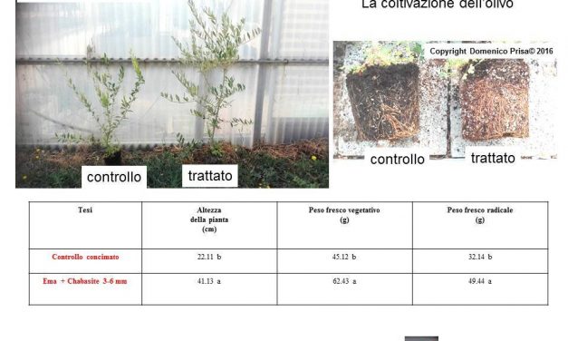 Olivo biologico: tecniche innovative per la coltivazione e la difesa del Dott. Domenico Prisa