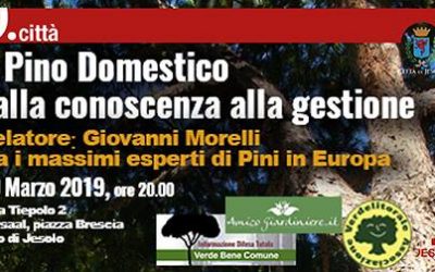 Il Pino Domestico, lezione pubblica del dott. Giovanni Morelli