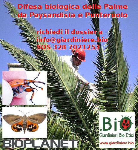 Campagna di informazione sulla difesa biologica della Palme da Paysandisia e Punteruolo Rosso
